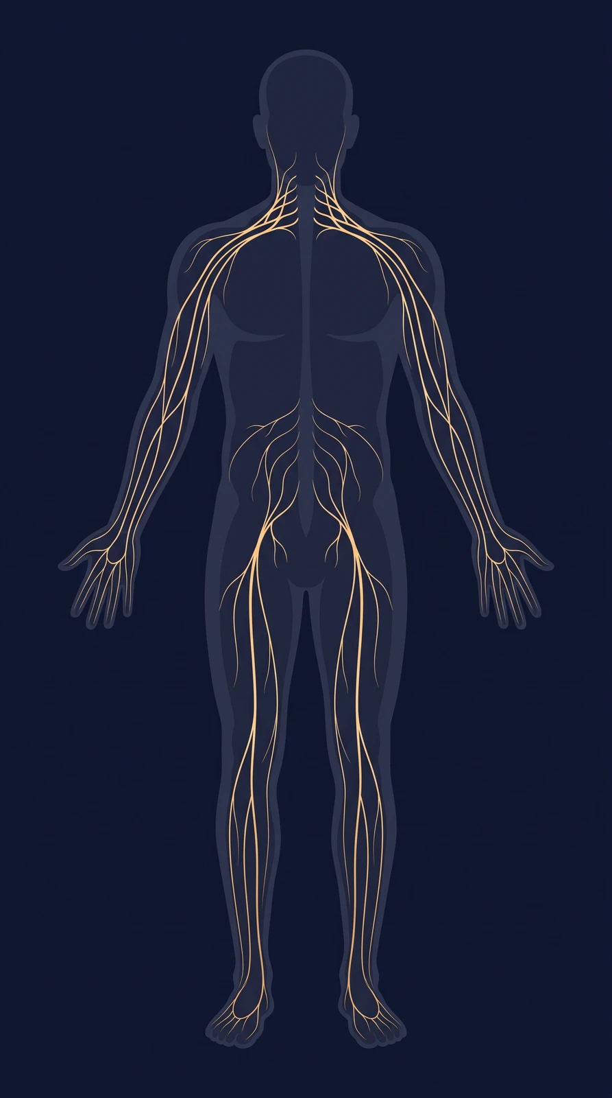 İnsan vücudunda sık görülen sinir sıkışma noktalarını gösteren anatomik çizim
